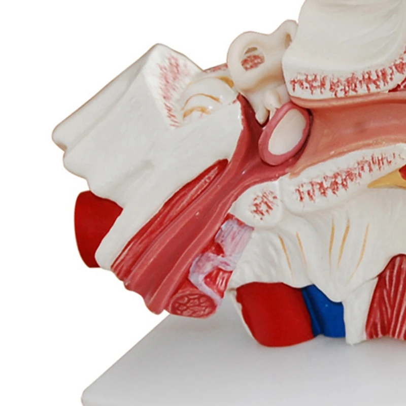 

1.5 Times Human Ear Anatomy Model Showing Organs Structure Of the Central and External Ears Teaching Supplies