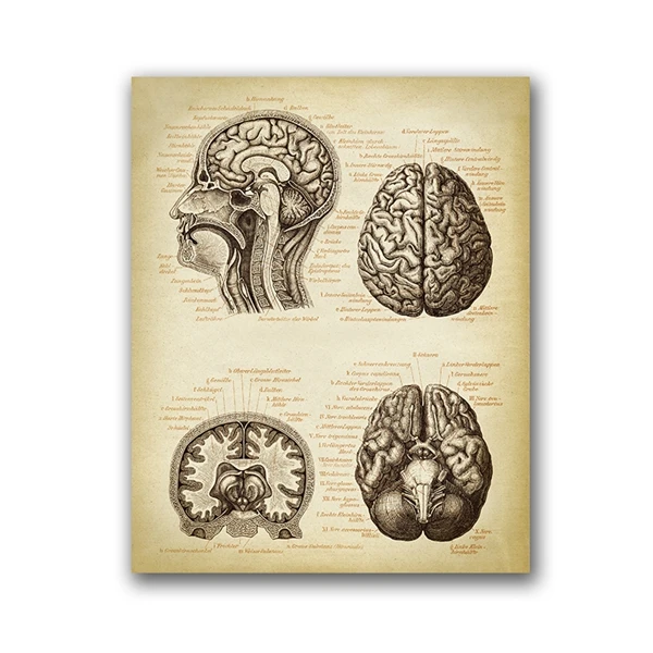 

Принт "Мозг" dulike