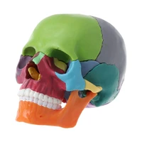 15pcsset 4d disassembled color skull anatomical model detachable medical teaching tool