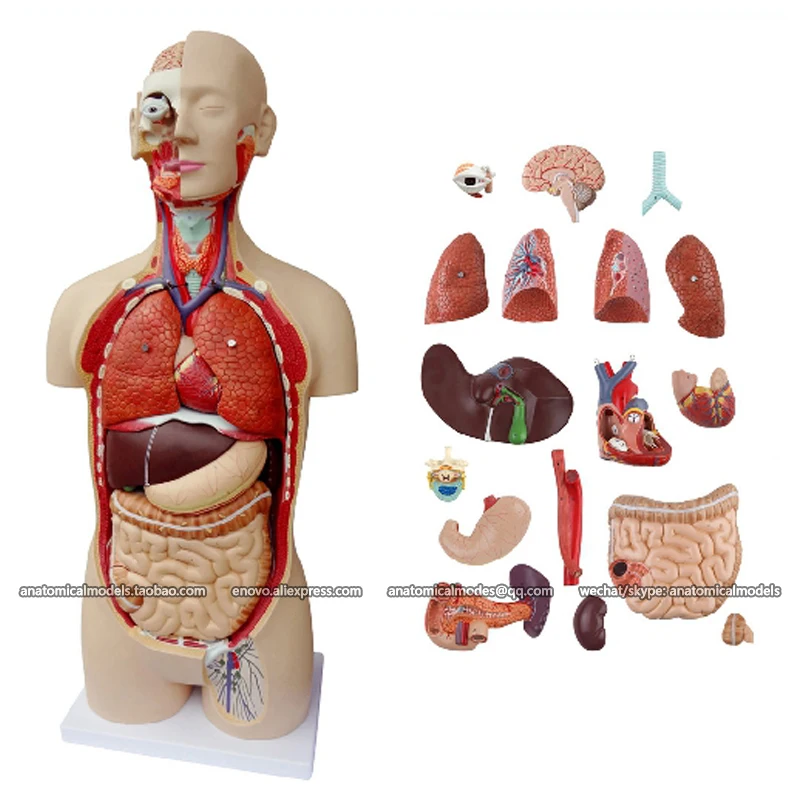 CMAM/12019 Torso 85 см мужской 18 частей пластмассовая анатомическая модель человеческого