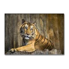 5ddiy алмазная живопись, животные, фотообои, украшение, Алмазная мозаика, декоративное искусство диких животных