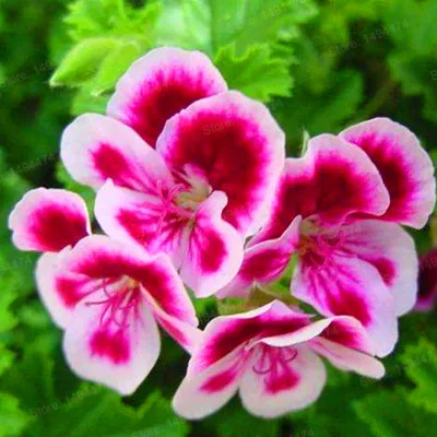 100 шт./пакет Разноцветные Цветок герани flores бонсай растения красивые цвета радуги с цветочным рисунком растения для дома и сада - Цвет: Серебристый