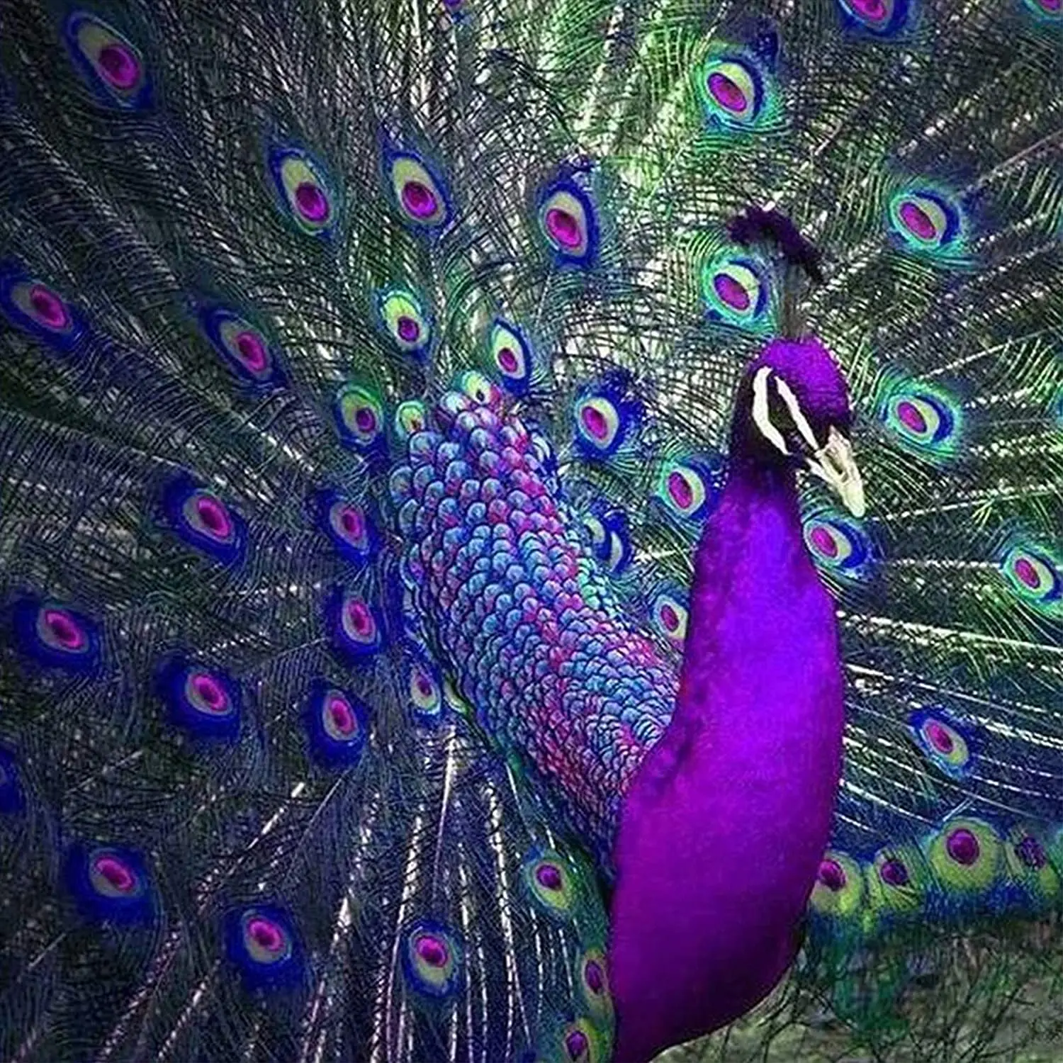 

5D DIY Diamond Painting Kits for Adults Peacock Full Drill Embroidery Cross Stitch Crystal Rhinestone Paintings Arts Wall Decor