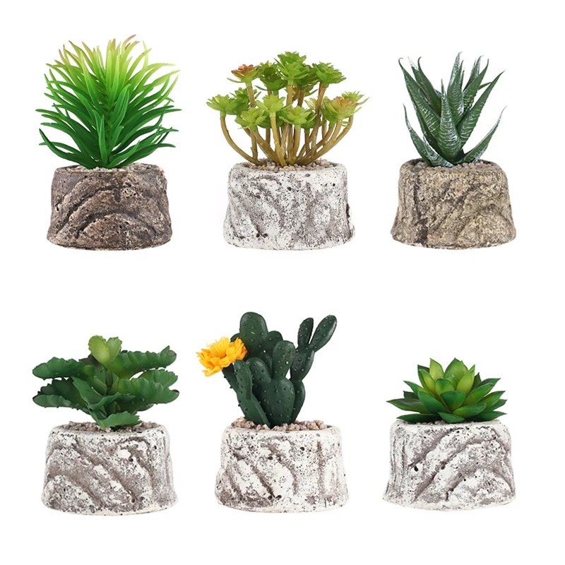 Экзотический мини кактус редкий зеленый суккулент многовековые сочные растения