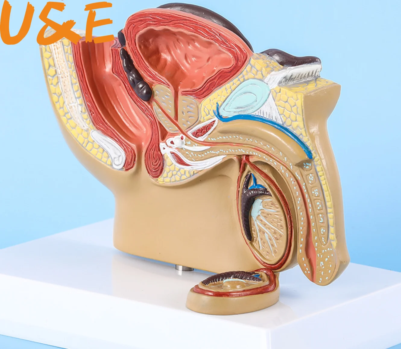 

1:2 Life-sized Female Male Pelvic Sagittal Section Testis Prostate Bladder Rectum Urinary System Model