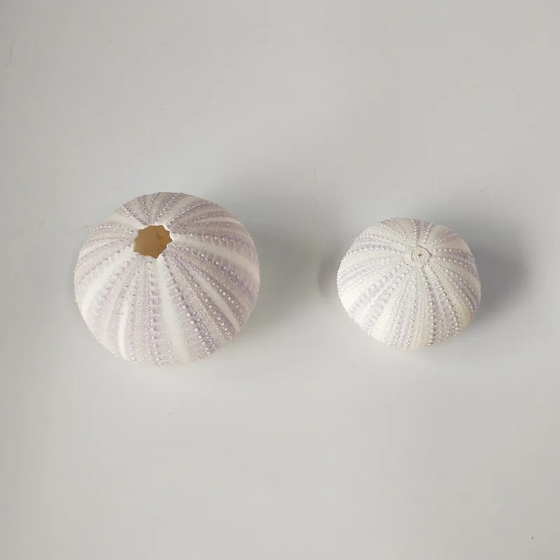 Бесплатная доставка (6 шт./лот) натуральный сон фиолетовый морской Urchin ракушка