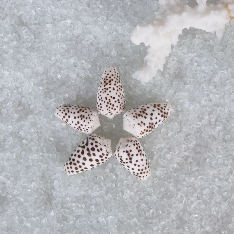 Бесплатная доставка (10 шт./лот) миниатюрный милый конус иврит натуральная