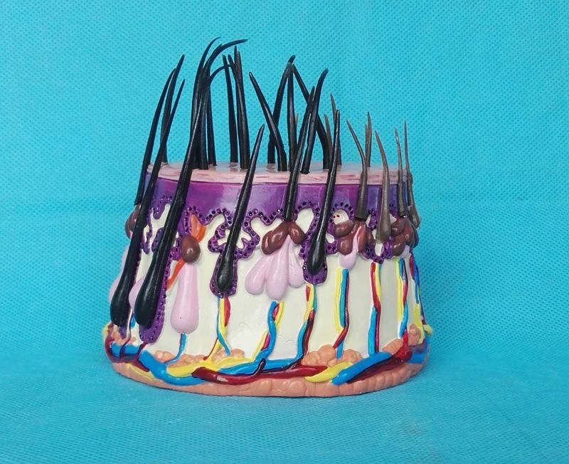 Структура кожи человека анатомическая модель увеличения волосяного фолликула