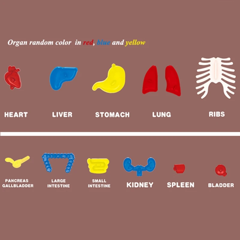 

1Set Montessori Learning Resource 3D Body Puzzle Jigsaw Sensory Stacking Human Anatomy Organ Model Assembly Model