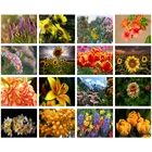 Картина из алмазов Zinnia с цветами, украшение для дома, подарок ручной работы, растение Нарцисса 5D, сделай сам, квадратная круглая мозаичная картина, алмазная вышивка