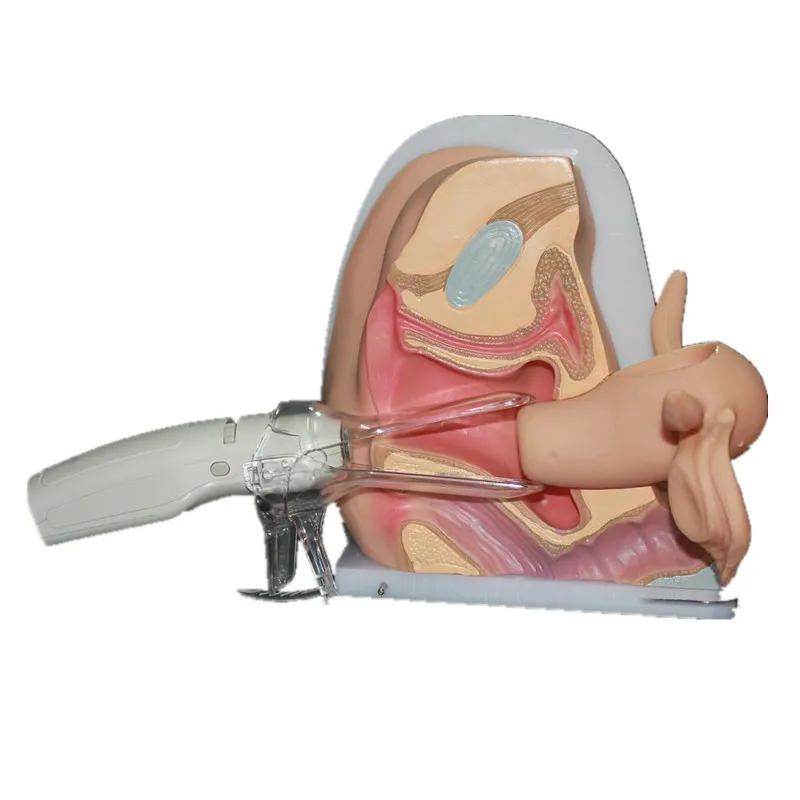 Female Reproductive Vagina Model Gynecological Model Props Vaginal Ovarian Model Sexual Female Organ Models