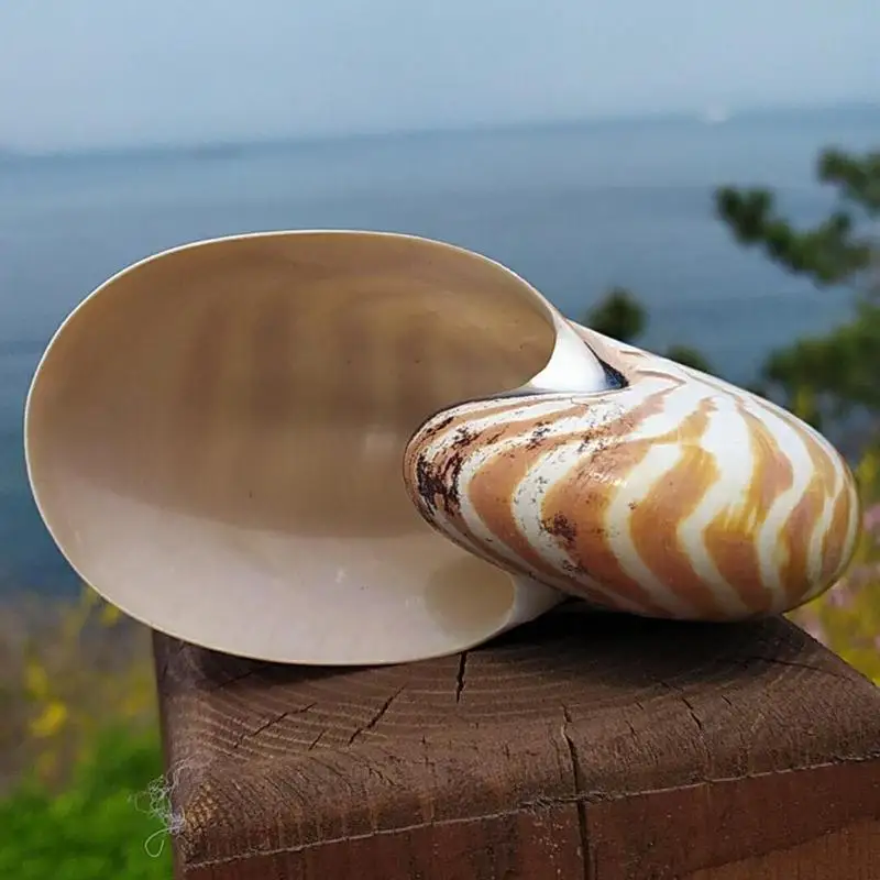 13-14 см, 1 шт., натуральная раковина Nautilus, морская звезда, настольная, аксессуары для аквариума, украшение для аквариума