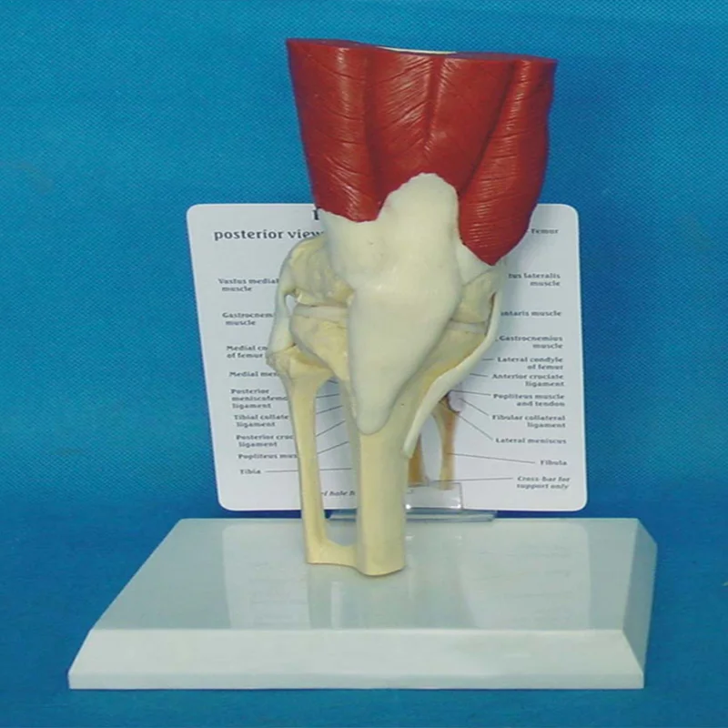 Анатомическая модель коленного сустава с реалистичным размером медицинская