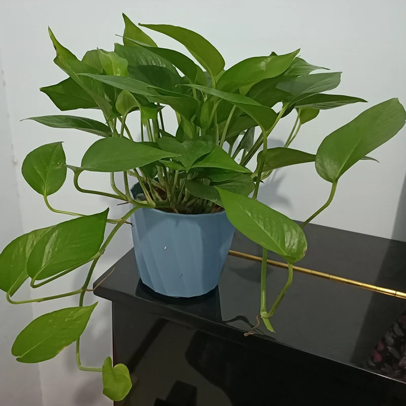 

5PCS 5 inch Plastic Planters Flower Pots with Saucers Decorative Gardening Containers for Succulents, Flowers, Cactus