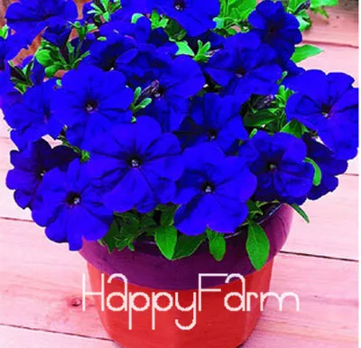 10 Лимонный ломтик Superbells calibachoa Petunia годовой цветок бонсай, 100 шт в упаковке, 24 цвета на выбор,# ZZSOIT - Цвет: 10