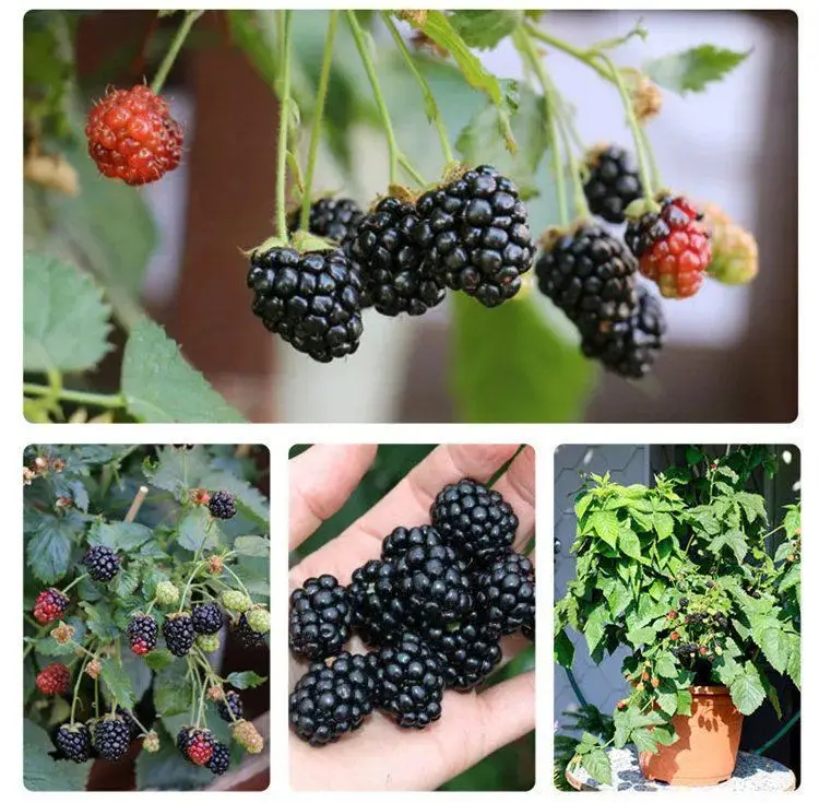 1000 шт. семена фруктов малины ежевики |