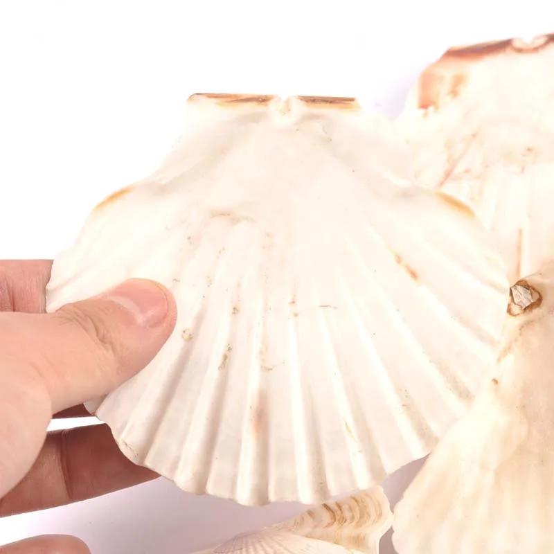 Ракушки морские большого размера 11 см натуральные ракушки пляжные свадебные