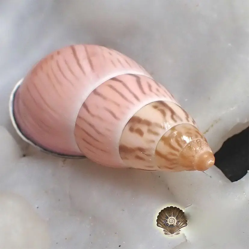 

Natural rare conch 3.45 cm Vietnamese tree snail / tender pink only one