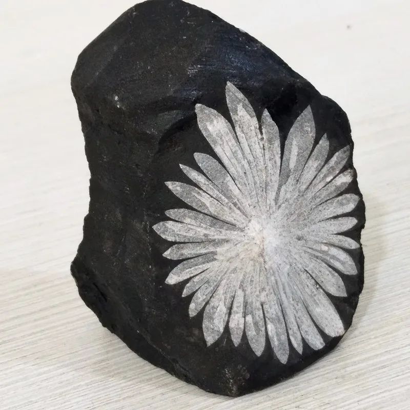 

Natural stone chrysanthemum stone crystal mineral specimen home decoration stone collection Scientific research and teaching