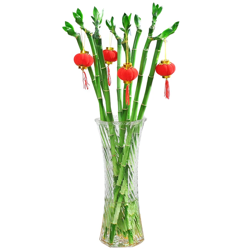 Lucky bamboo 30|Цветочные горшки и кадки| |