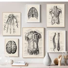Медицинская Настенная картина, винтажный постер в скандинавском стиле с изображением анатомии человека, скелета мышц, обучение, современный декор