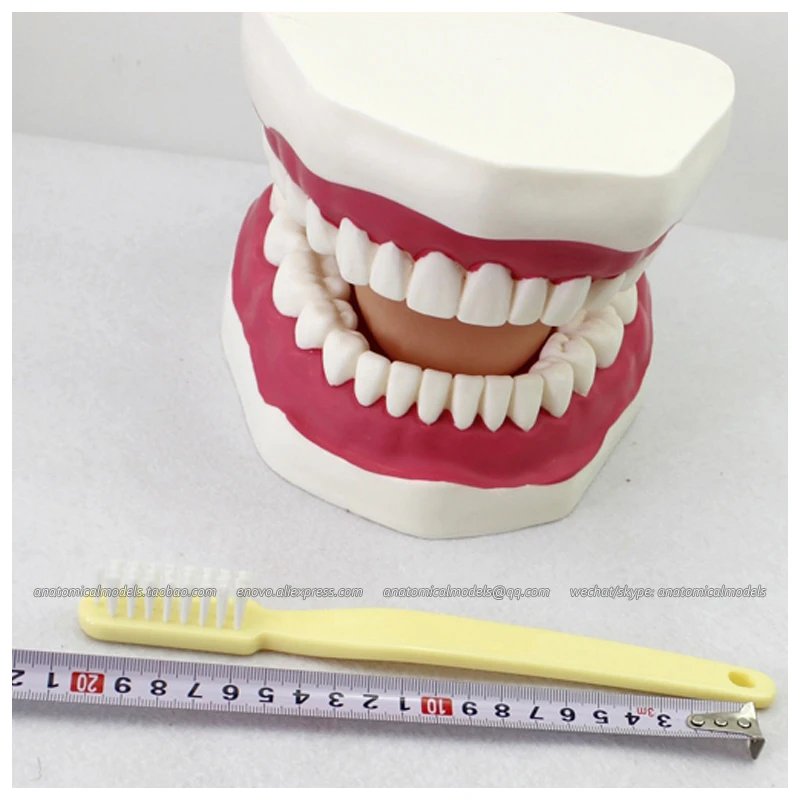 

12562/Dental- Oral hygiene model,Toothbrushing guidance/CMAM, Human Oral Dental Medical Teaching Anatomical Model