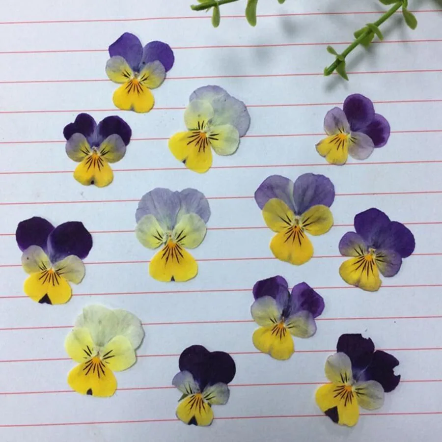 120 шт. сушеные прессованные фиолетовые + желтые белые Pansy Corydalis Suaveolens Hance Цветочные