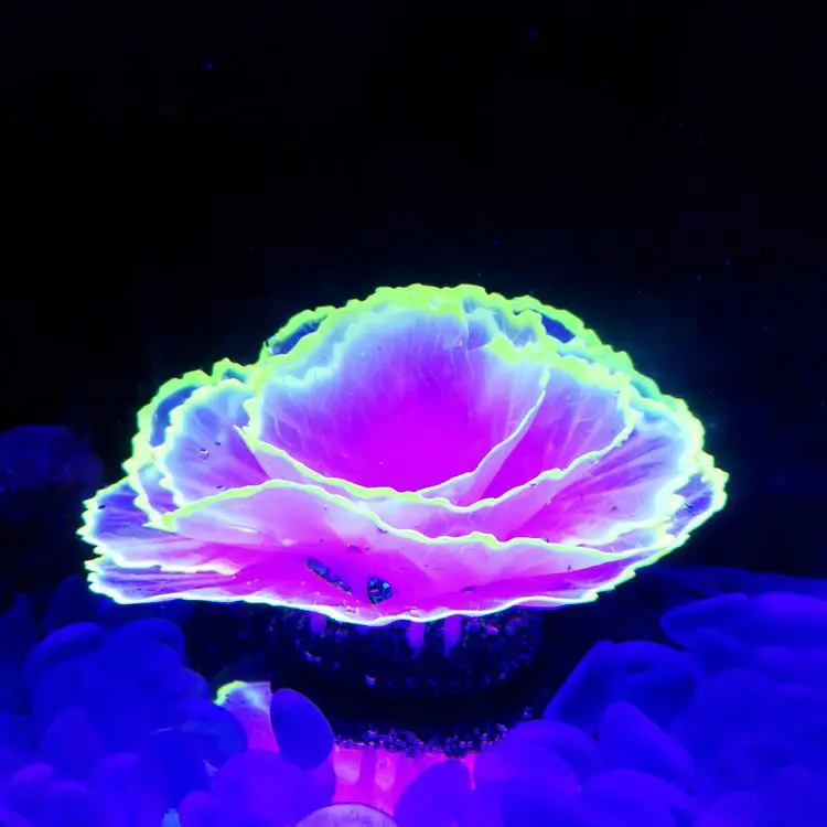 

Fish Tank Decoration Landscaping Simulation of Marine Plants Aquarium Landscaping Fluorescent Lettuce Coral Fishtank Decoration