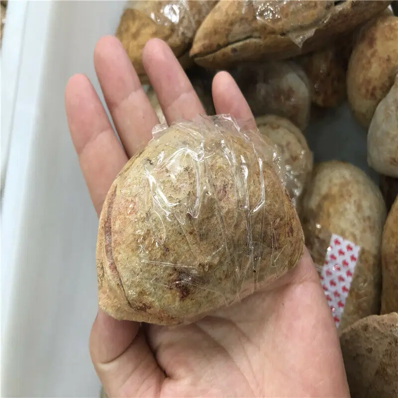 Прямая поставка 1 шт. мадагаскарская рыба натуральное животное s пара натуральные