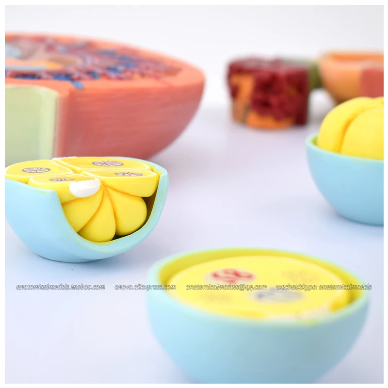 

CMAM/13002, удобрение человека и промежуточная лечебная анатомическая модель