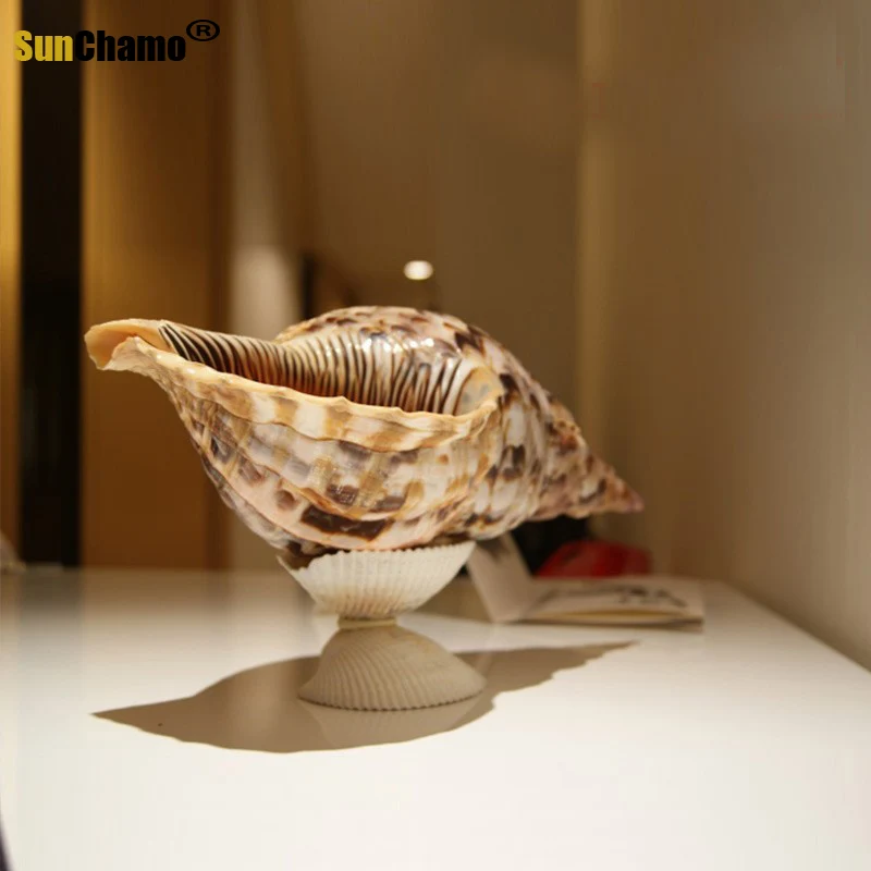 Натуральный раковина искусственные образцы в средиземноморском стиле морские