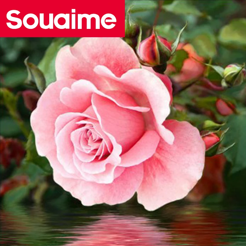 5D алмазная живопись цветок синий фиолетовый полный квадрат дрель Алмазная