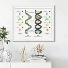 Человеческая ДНК и РНК, фотография на холсте, Ранняя биология, настенное искусство, картина с генным кодом, химическая живопись, плакат на научную тематику Dorm Decor