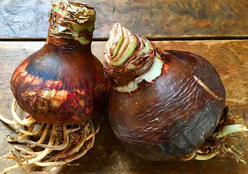 Самая низкая цена! Супер большая лампочка настоящая амариллис лампочки, Гиппеаструм цветы лампы Редкие бонсай растения Barbados Lily горшечные дома сад