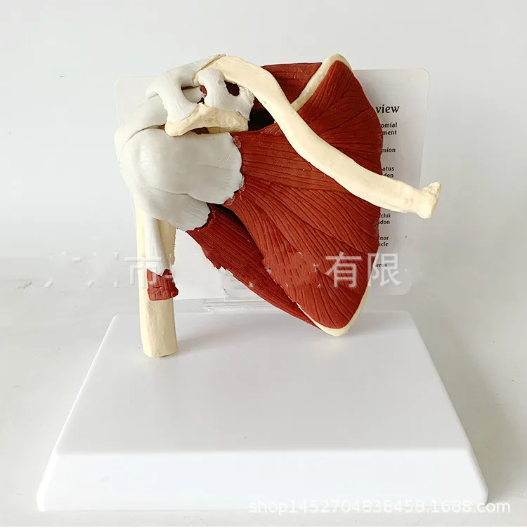 

Человеческий скелет, плечевая лопатка, модель мышц ключиц, функциональная связка, медицинское учебное пособие