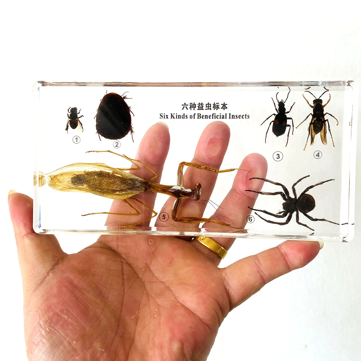 

Six Kinds of Beneficial Insects Embedded Specimen Insect Specimen Models Biological Entomology Teaching Aids Resin Handicraft