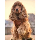 Полная квадратная круглая 5D алмазная вышивка для домашних животных, инкрустированная стразами, стразы, алмазная живопись FC499