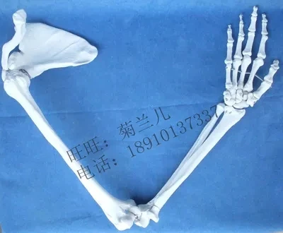 Arm bone, scapula, clavicle model upper limb bone model of hand anatomical model