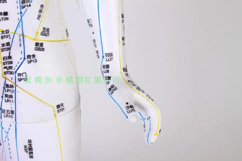 85 см акупунктурный и моксибюстиционный массаж человека обучающая модель