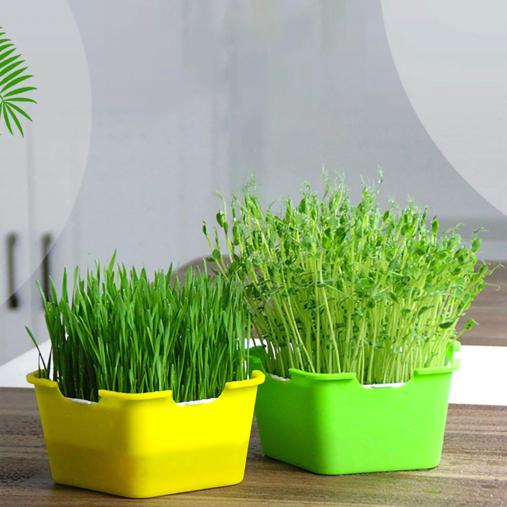 

Pentagonal Box Sprouts Seedling Tray Cat Grass Planting Box Children DIY Sprouts Planting Box Multifunctional Planting Box