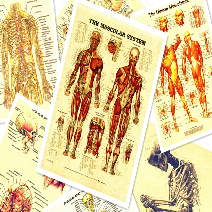 Винтажная медицина плакаты с анатомией человека крафт бумага картина стикер на