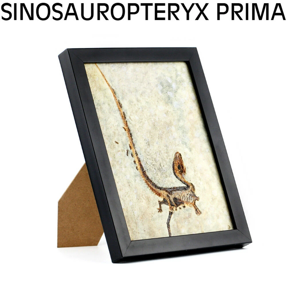 Vitae Sinosauropteryx Prima Fossil Photo Frame Dinosaur Toys Animal Collector Decoration Adults Gift
Vitae Sinosauropteryx Prima Fossil Photo Frame Dinosaur Toys Animal Collector Decoration Adults Gift