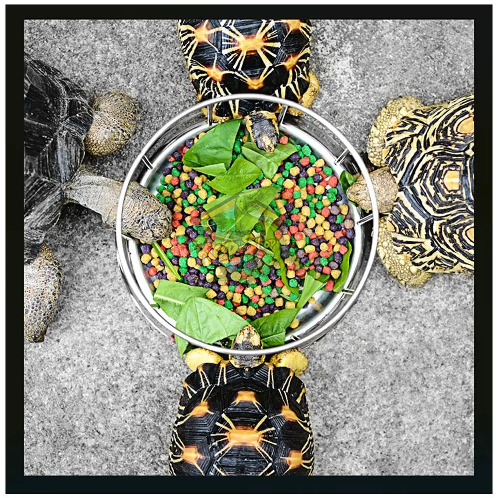 Пластиковая черепаха миска для кормления малышей Террапин еды со съемной баской