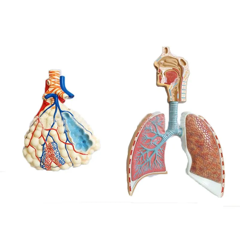 

Respiratory anatomy model, alveolar anatomy magnification model, medical teaching model