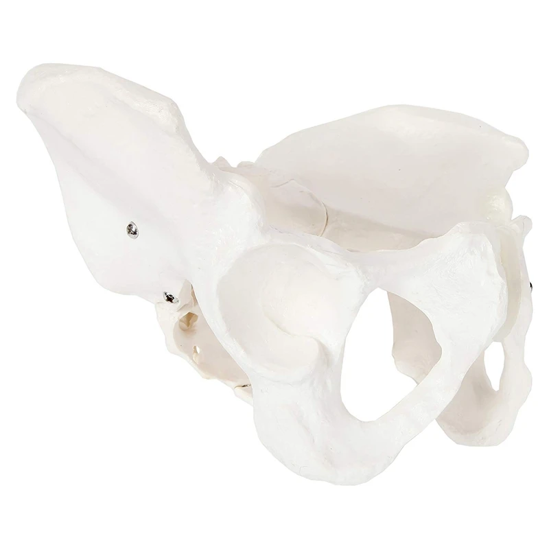 Female Anatomy Pelvis Pelvic Skeleton Throat Anatomical Skull Sculpture Head Body Model |