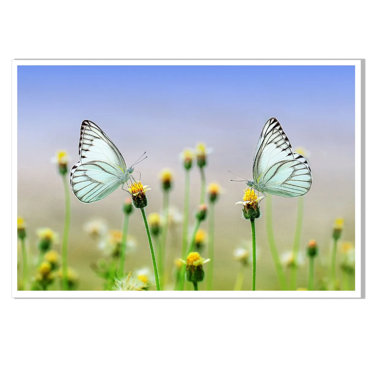 Настенный постер с изображением бабочек насекомых цветов природы весна | Дом и