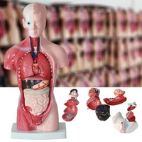15pcsset anatomical human torso body model anatomy internal organ medical teaching mold kid baby education toy dropshipping