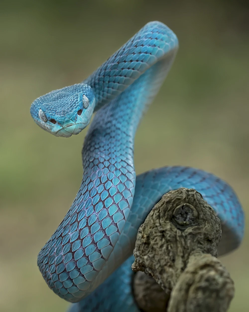 

Animals Meng Beast Snake and FROG & POSTER Color Canvas Wall Art Living Room decoration painting 30x40cm 12x16inch No Frame