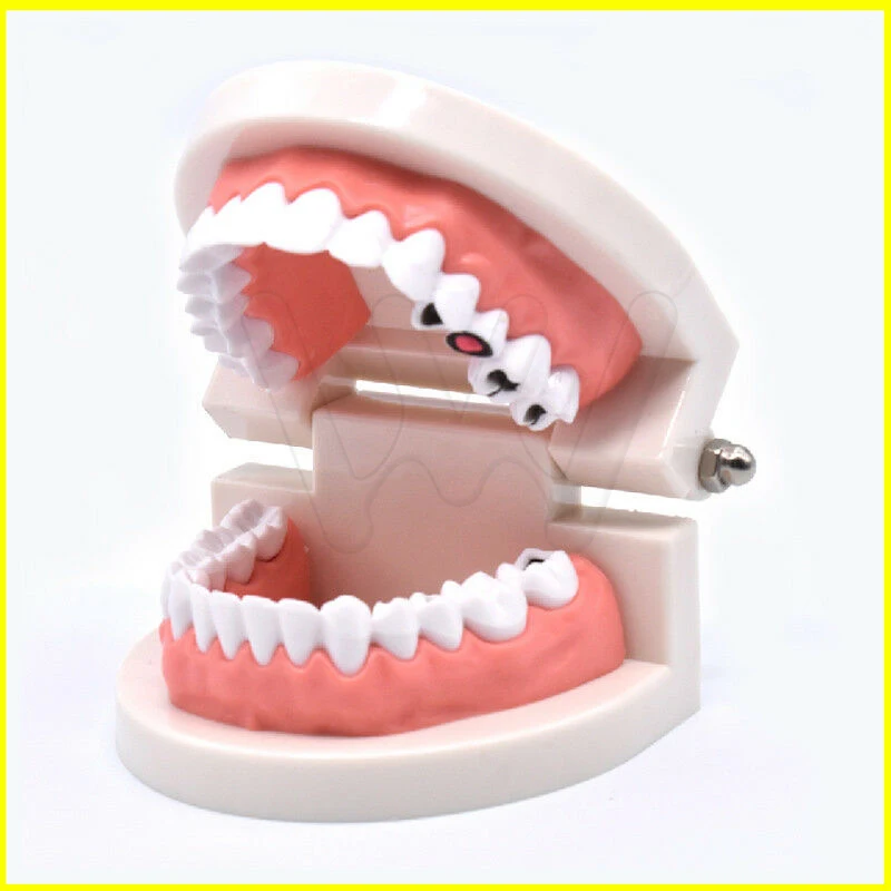 Стоматологическое обучение модель зубов кариес уход за зубами образование