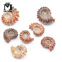 natural conch fossils rough stone ammolite mineral specimen teaching collection home decoration